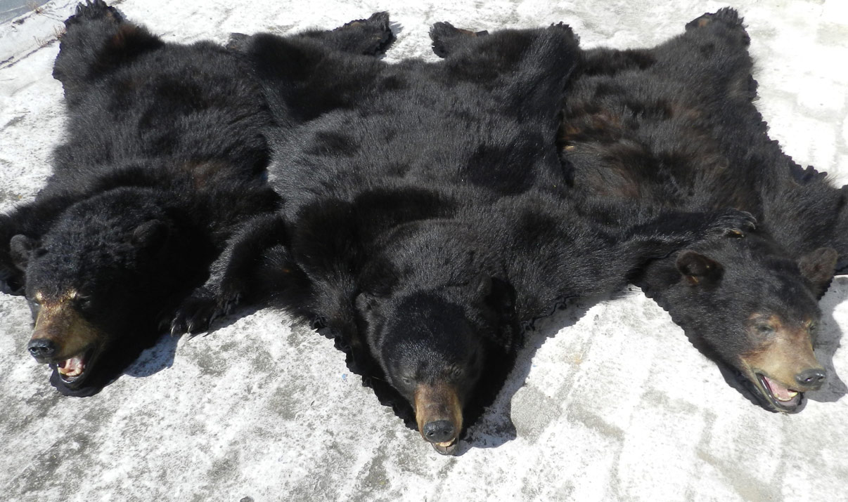 Alfombra de osos negros antes de taxidermizarlos