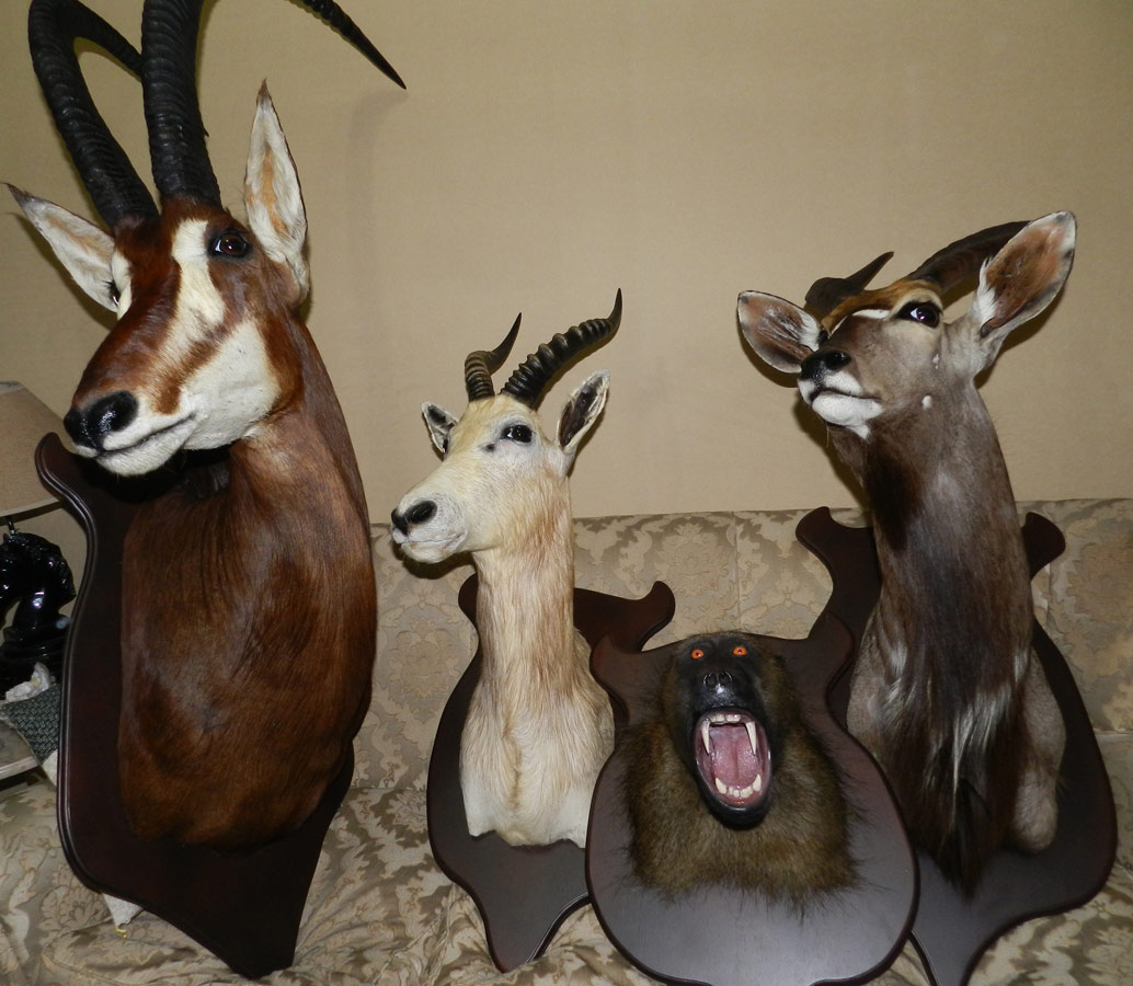 Antílope Sable, Blenbuck , Inyala y Mono