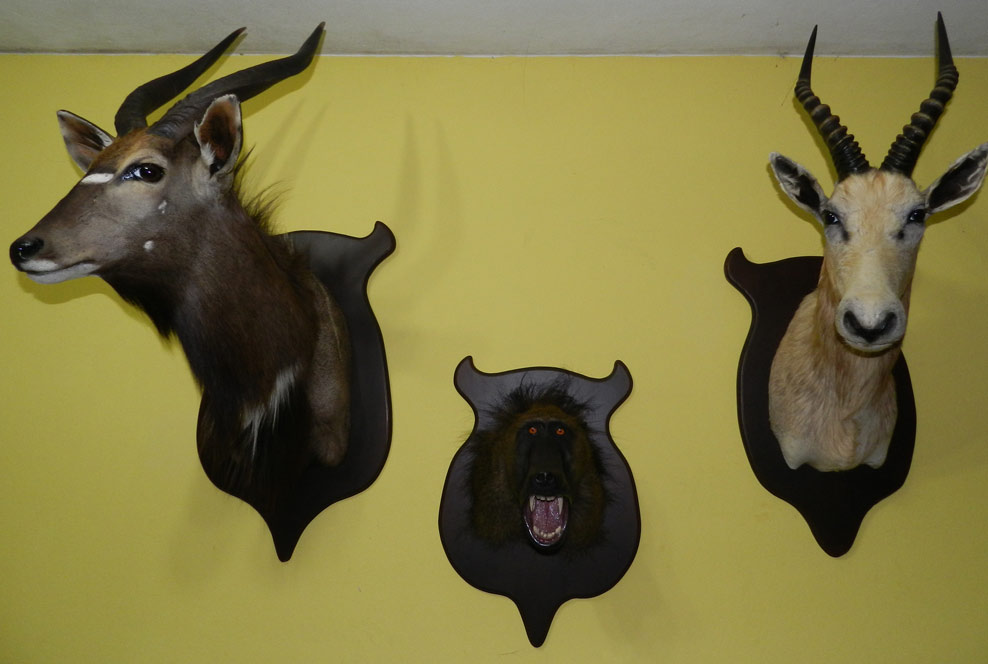 Inyala, Mono, Blenbuck