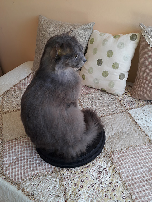 taxidermia gato doméstico